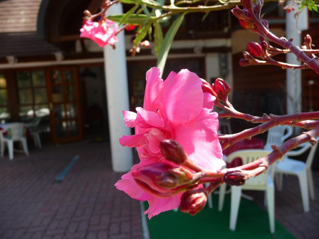 Oleander B&B Siofok Exterior photo